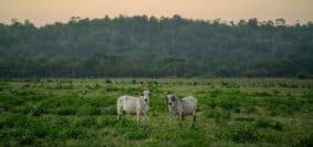 Les avantages du ray-grass en agriculture moderne