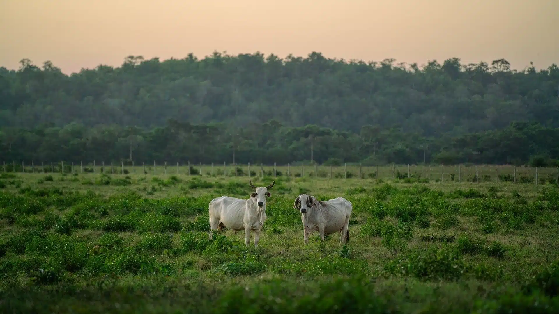 Les avantages du ray-grass en agriculture moderne